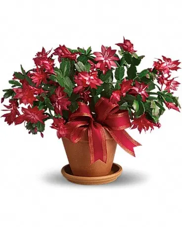 Merry Christmas Cactus Bouquet