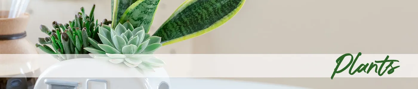 Plants Delivery - Send Plants